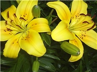 6d971702-Picture 007.jpg